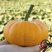 Pumpkin Seeds - Bumpkin F1 PMT