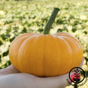 Pumpkin Seeds - Bumpkin F1 - Organic