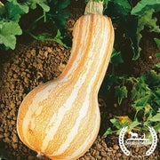 Pumpkin Seeds - Cushaw Orange Stripe - Organic