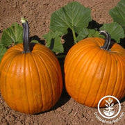 Pumpkin Seeds - Early Harvest F1