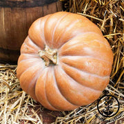 Pumpkin Fairytale Seed