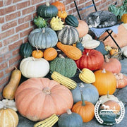 Pumpkin Seeds - Fall Rainbow Blend - Organic