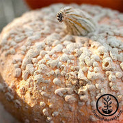Pumpkin Seeds for Non GMO Planting