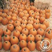 Pumpkin Seeds - Harvest Ace F1