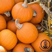Pumpkin Seeds - Harvest Bush F1