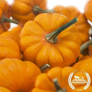 Pumpkin Seeds - Jack Be Little - Organic