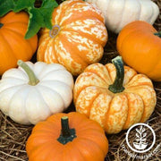 Pumpkin Seeds - Mini Harvest F1 Mix