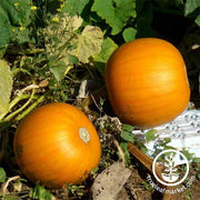 Non GMO Pumpkin Planting Seeds