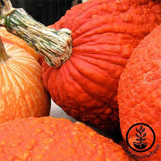 Pumpkin Red Warty Thing Treated Seed