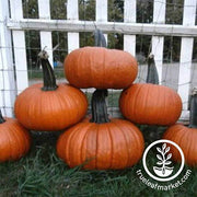 Pumpkin Seeds - Thumpkin