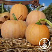 Winter Luxury Pie Pumpkin Seeds - Non-GMO