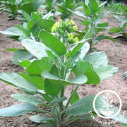 Punche Tobacco Seeds