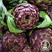 Purple Italian Globe Artichoke Seeds - Non-GMO