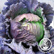 Purple Savoy Cabbage Seeds - Non-GMO