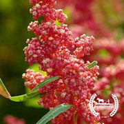 Quinoa Seeds - Cherry Vanilla - Organic