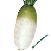 Radish Seeds - Korean - Big Time - Hybrid