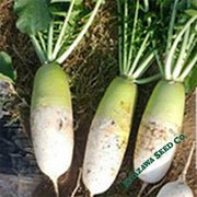 Radish Seeds - Korean - Fall Storage - Hybrid