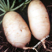 Radish Seeds - Giant Luo Buo