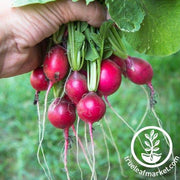 Organic Pink Beauty Radish Seeds