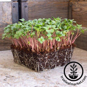 Radish Seeds - Pink Summercicle Microgreens