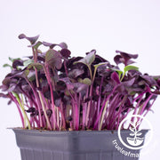 Purple radish Microgreen Seeds