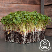 Radish Seeds - Sparkler - Microgreens Seeds