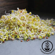 Radish - Daikon (Organic) - Sprouting Seeds