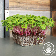 Radish - Triton Purple - Microgreens Seeds