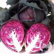 Cabbage Seeds - Red Acre (Organic)
