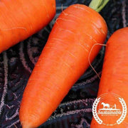Chantenay Red Core Carrot Seeds
