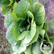 Lettuce Seeds - Parris Island Cos - Organic