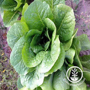 Lettuce Romaine - Parris Island Cos Garden and Microgreen Seed