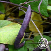 Bean - Bush - Royal Burgundy Garden Seed
