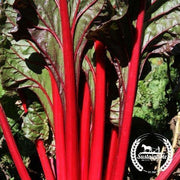 Swiss Chard Seeds - Ruby Red - Organic