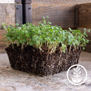 burnet salad herb microgreens