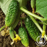 Cucumber Seeds - Salad Bush Hybrid