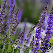 Salvia Queen Series Blue Seed