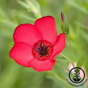 Scarlet Flax Flower Seed