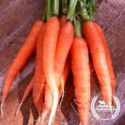 Carrot Scarlet Nantes Organic Seed