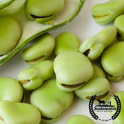 Bean Seeds - Fava - Aquadulce (Organic)