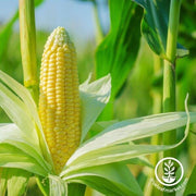 Corn Seeds - Sweet - Abundance