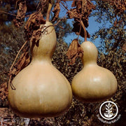 Gourd Seeds - Bush Large Bottle