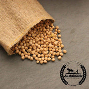 Organic Garbanzo Bean Seeds