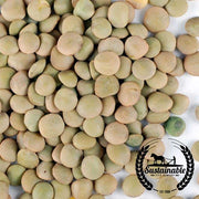 Lentil Seeds - Green - Organic