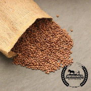 Lentil Seeds - Red - Organic