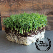 Pea Seeds - Afila Tendril - Microgreens (Organic)