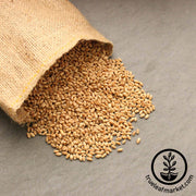 Wheat - Hard Red Spring (Organic) - Grass Seeds