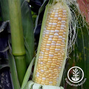 Corn syn Serendipity Hybrid Treated Seed