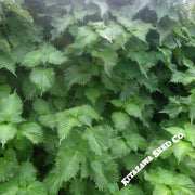 Shiso Herb Seeds (Perilla) - Green Ohba Ao Shiso