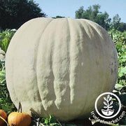 Show Winner Pumpkin Seeds - Non-GMO